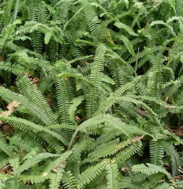 山黄皮野生山黄皮量大