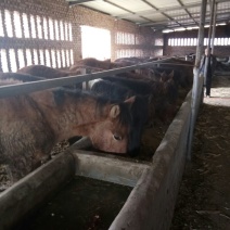 高脚马200~300kg