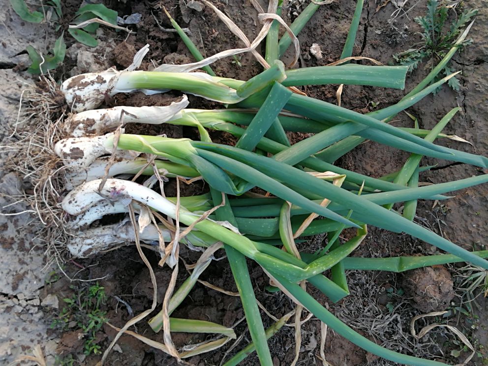 鸡腿大葱实物特写