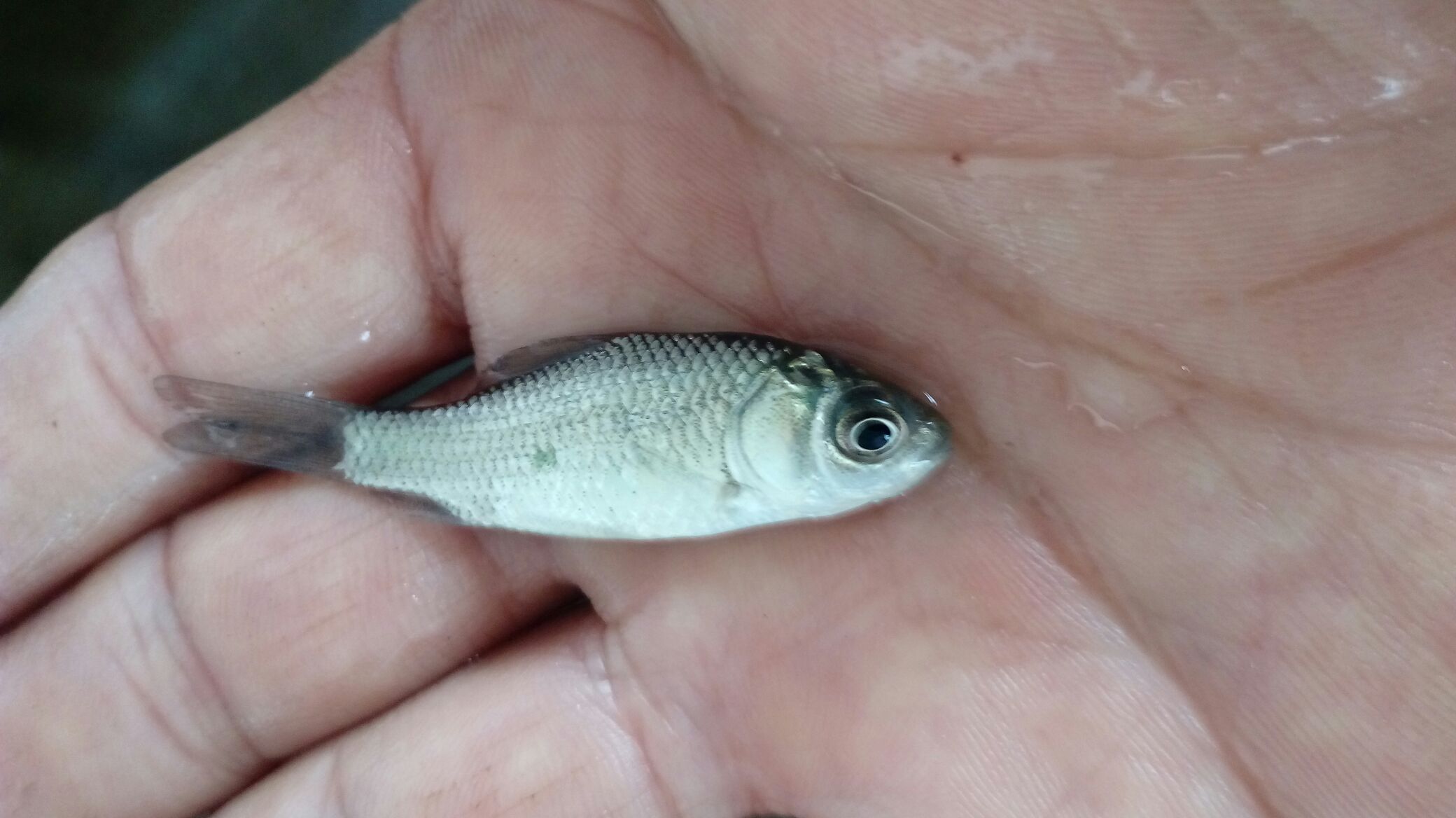 大菱鲆成鱼特写