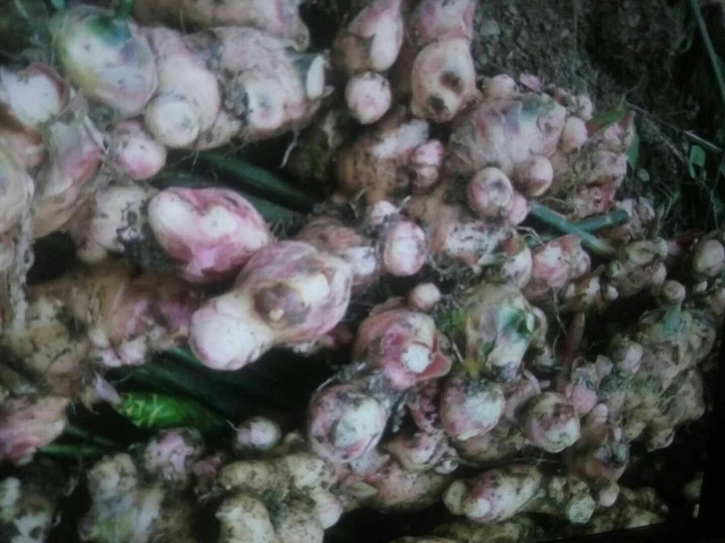 子姜与老姜并排对比,展示两者在颜色、质地上的差异 子姜与老姜对比图