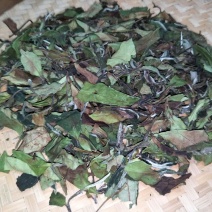 福鼎白茶一级