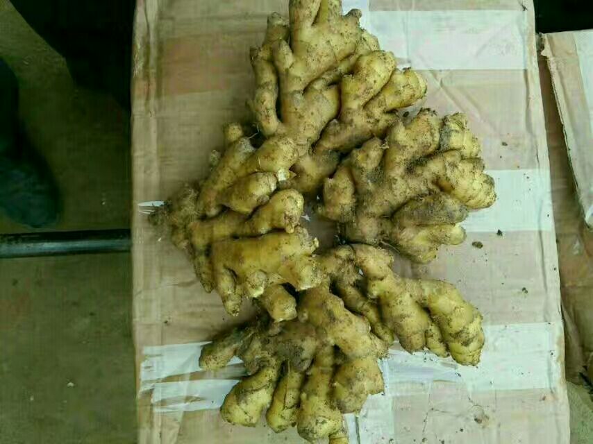 一块新鲜的面姜,表皮呈淡黄色,带有泥土痕迹,顶部有嫩芽萌发,根部略带红紫色。整体块茎饱满,切口可见乳白色肉质,纹理清晰,汁液充盈,背景为木质砧板,旁边放置一把不锈钢厨刀 面姜实物特写