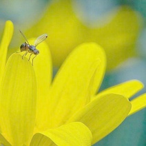 野菊花散装