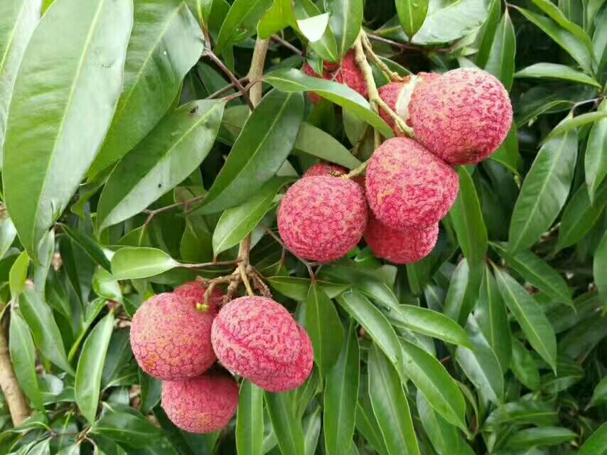 南岛红无核荔枝树苗特写