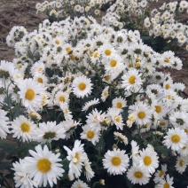 药用菊花散装