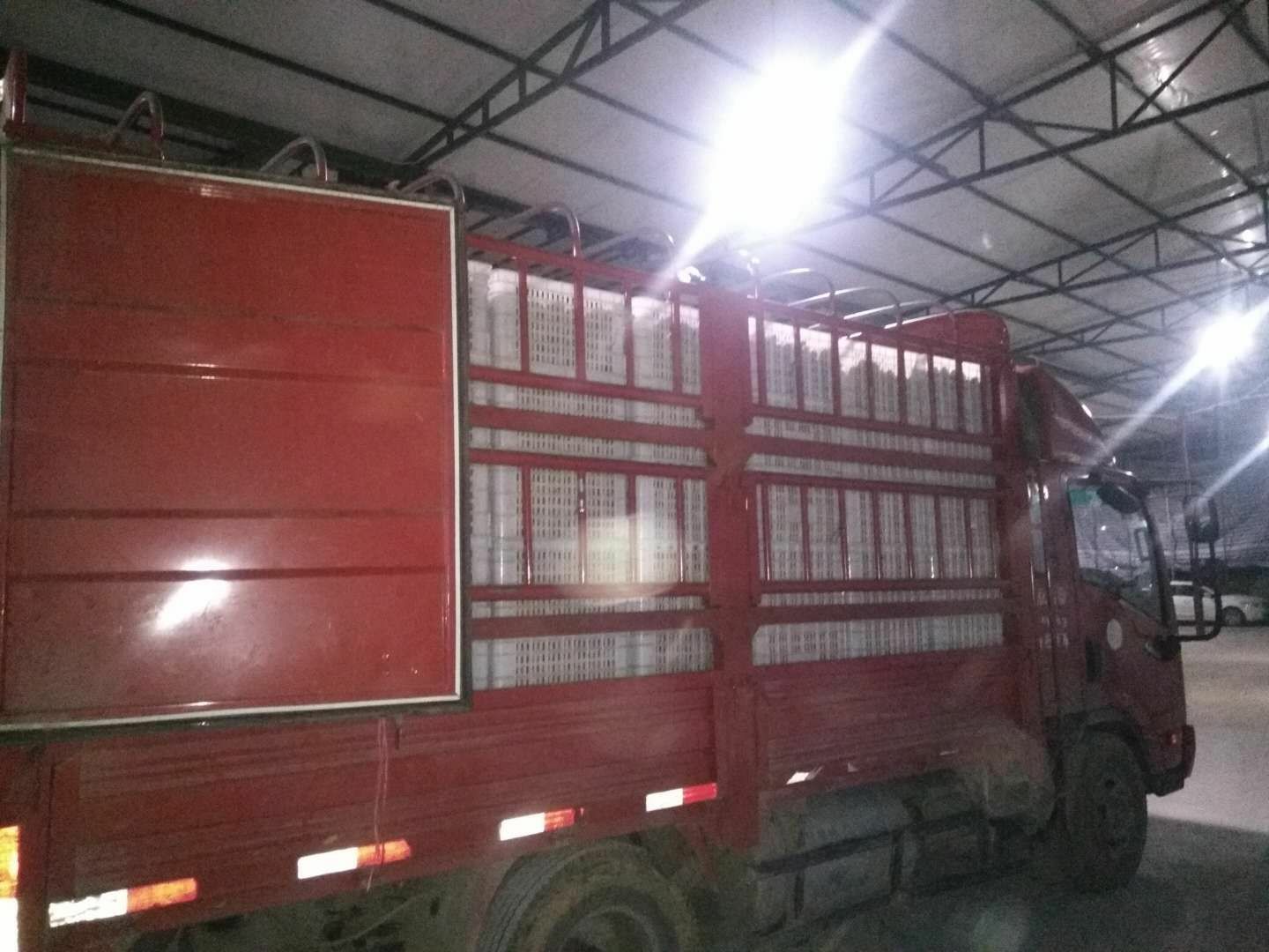 展示冷链运输车正在装载新鲜黄心猕猴桃 黄心猕猴桃冷链物流运输车