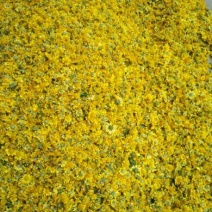 野菊花散装
