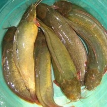 胡子鲶食用