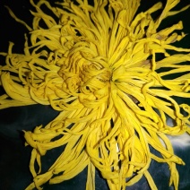 菊花茶一级