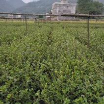 油茶苗裸根油茶苗，二年生，三年生，四年生，分枝多，