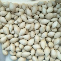 银杏果