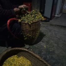 野菊花散装