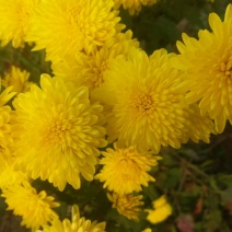 药用菊花袋装