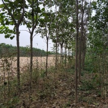 梓树8~10cm4米以上，栾树15公分，七叶树8公分