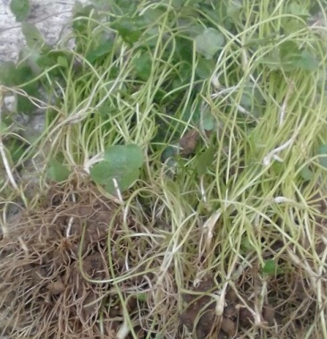 猫爪草种苗现货包邮