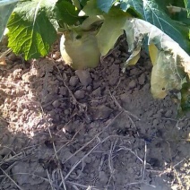 荠菜5cm以上