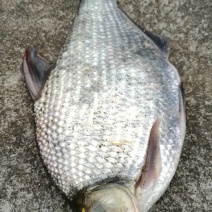 鳊鱼食用活鱼10~25cm