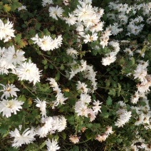 贡菊80~100cm