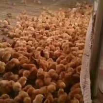 土鸡苗70~90克出壳苗通货
