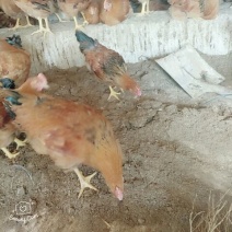 鸡粪