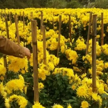 菊花茶特级