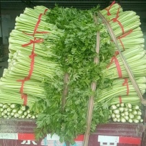 西芹60cm以上