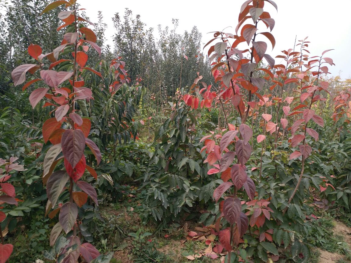 柿子树上的寄生草特写