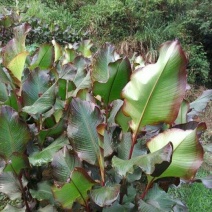 蕉芋粉散装