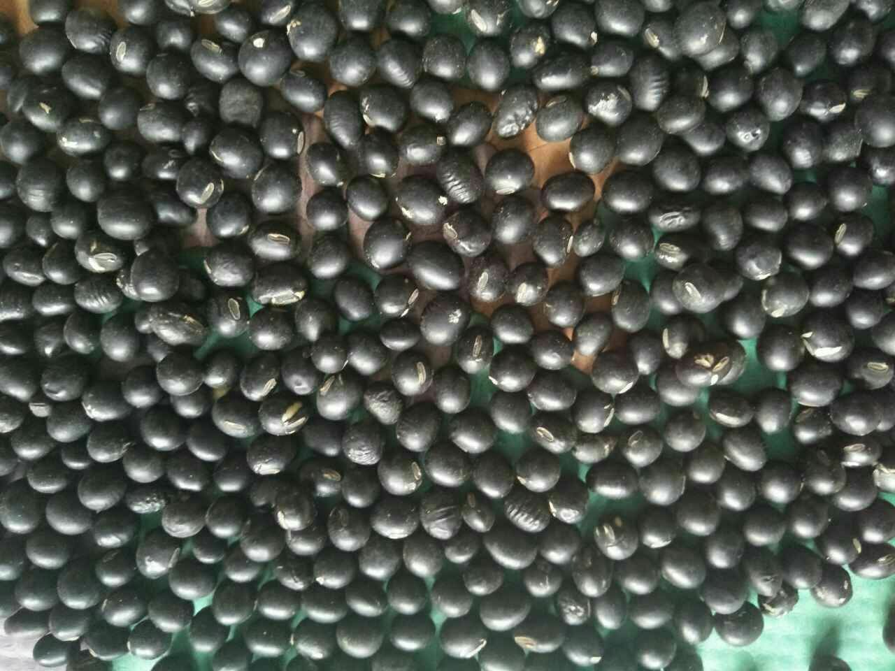 一张拼贴式图片,包含四个小场景:1)玻璃杯盛装热黑豆浆放在木质托盘上;2)碗中煮熟的黑豆配藜麦沙拉;3)电饭煲内正在煮黑豆粥;4)透明罐子里储存的干黑豆置于 pantry 架上,标签注明‘有机黑豆’;整体风格温馨自然,突出食材多样性与日常融入感 黑豆食品多样化应用场景