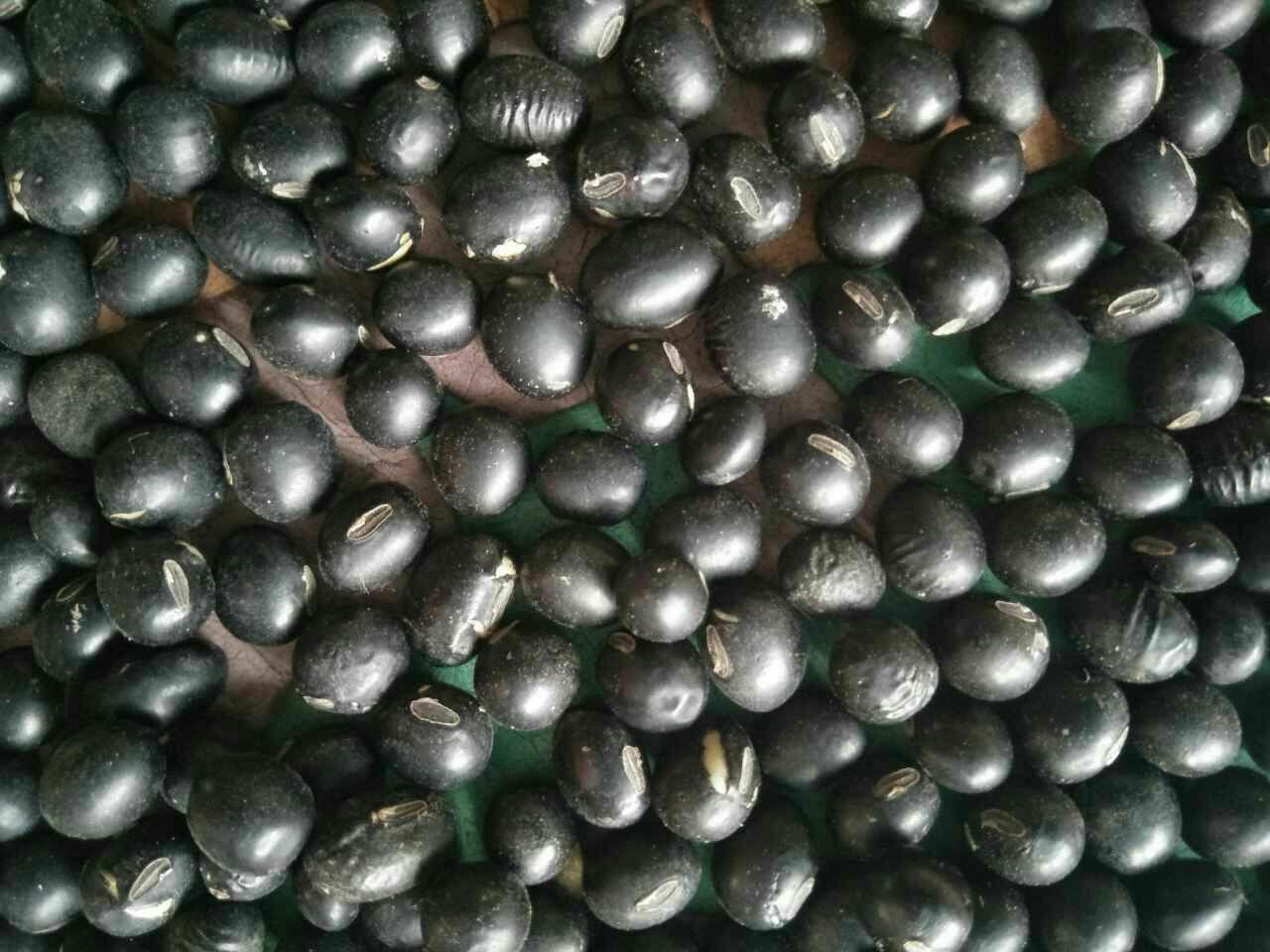 高清特写展示黑豆的外形与颜色 黑豆特写