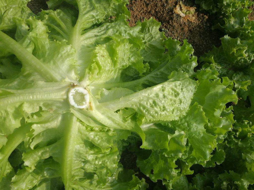 散叶生菜特写：新鲜翠绿的散叶生菜整棵摆放在竹制菜板上，叶片舒展卷曲，叶脉清晰，根部带少量湿润泥土，背景为浅木色厨房台面