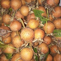 刺梨鲜