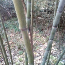 金竹5~6m