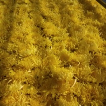 菊花茶特级