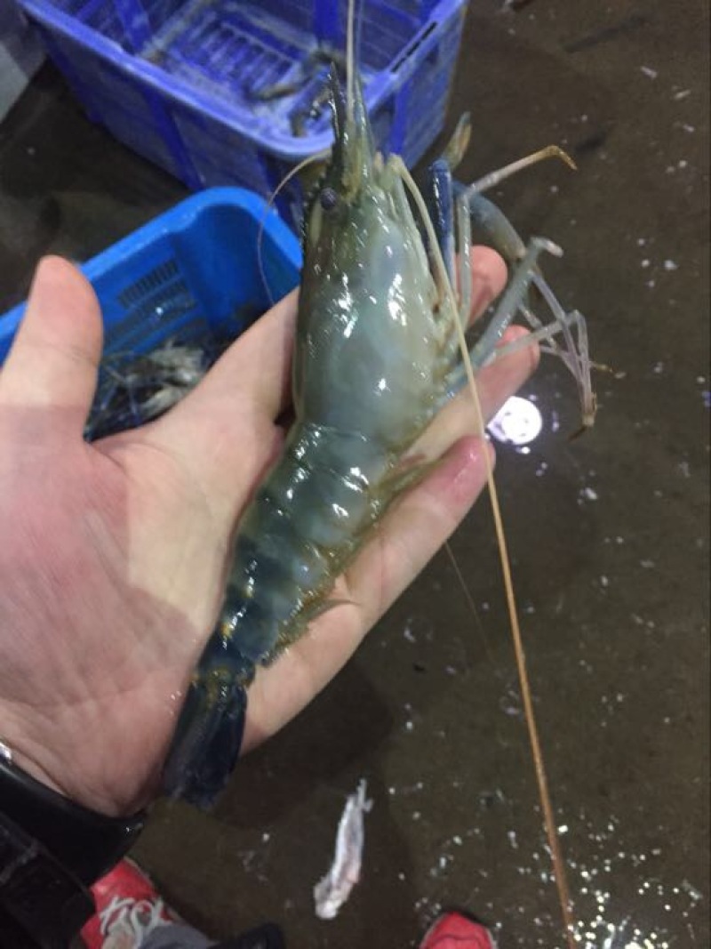[河虾批发]四川成都锦江区河虾 52.00元/斤罗氏沼虾 _ 一亩田