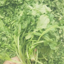荠菜5cm以上
