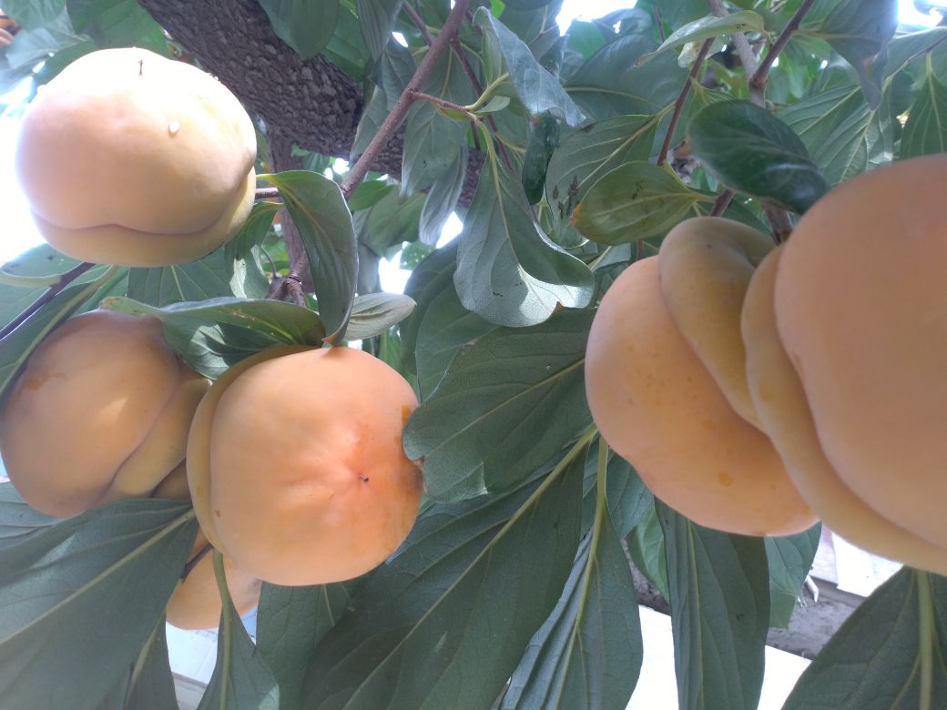 房山磨盘柿标准化种植园航拍图