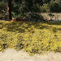 野菊花纯颗粒，通货都有