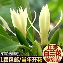 白兰苗