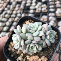 花盆凌波仙子