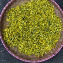 野菊花散装
