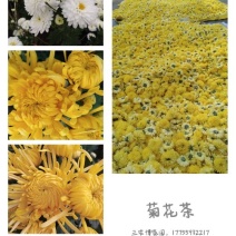 药用菊花散装