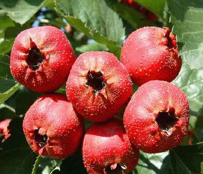 甜红子与大五棱山楂对比图