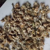 杭白菊散装