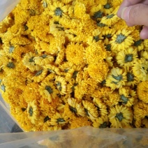 皇菊茶特级