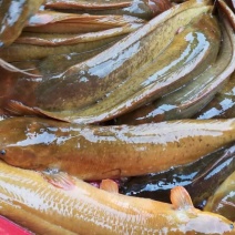 土鲶鱼食用