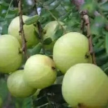 橄榄野生泡橄榄