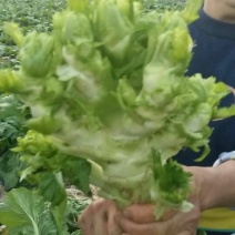 儿菜5两以上