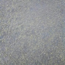 野菊花散装
